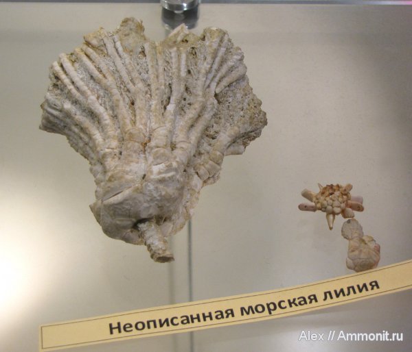 морские лилии, криноидеи, ПИН, Parasciadiocrinus