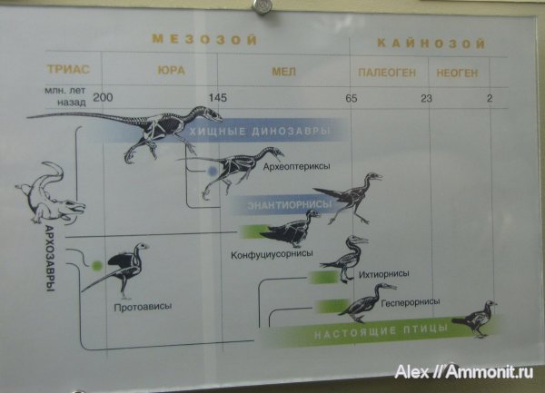 динозавры, птицы, музеи, орнитизация, ПИН