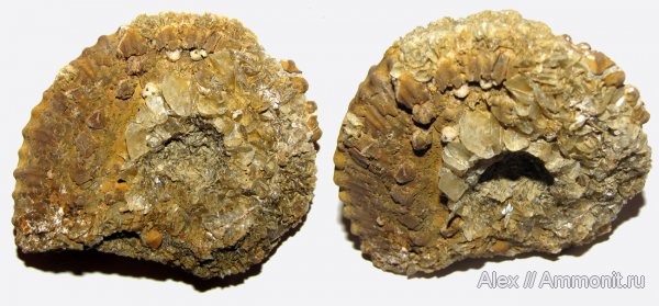 юра, Михайлов, Kosmoceras, келловей, Kosmoceratidae, Callovian, Jurassic, Middle Jurassic