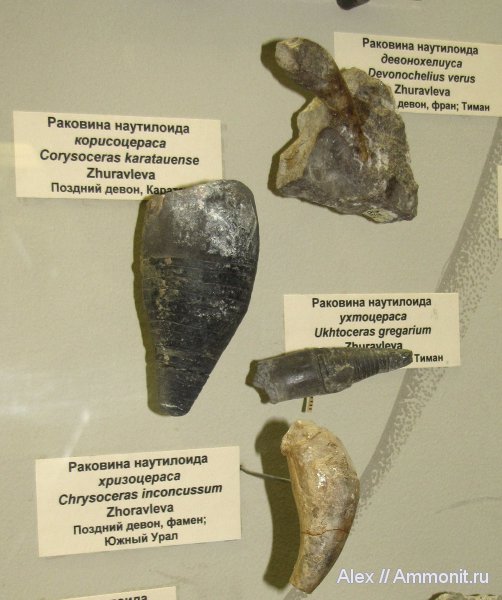 девон, музеи, ПИН, прямораковинные головоногие, Devonian, Oncocerida, Nautiloidea, Corysoceras, Chrysoceras, Ukhtoceras, Devonocheilus, Discosorida, Devonocheilus verus, Corysoceras karatauense, Chrysoceras inconcussum, Ukhtoceras gregarium