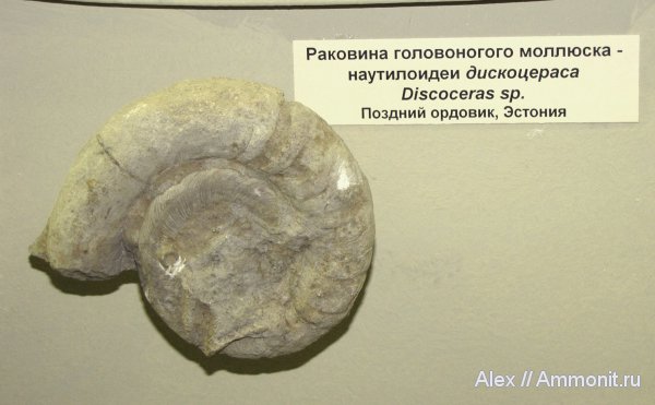 ордовик, наутилусы, музеи, ПИН, Nautiloidea, Discoceras, Эстония, Tarphycerida, Trocholitidae, Ordovician