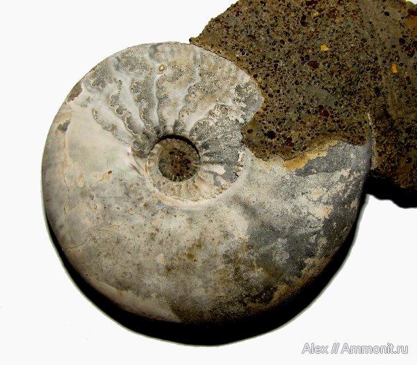 аммониты, Kosmoceras, нижний келловей, келловей, Sigaloceras, Kosmoceratidae, Kosmoceras enodatum, Ammonites, лопастные линии, Callovian, Middle Jurassic, Lower Callovian