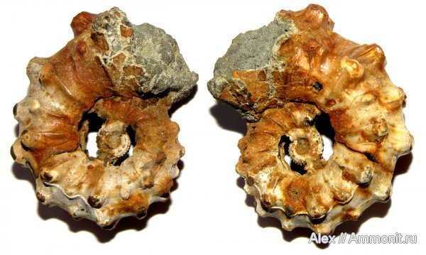 аммониты, юра, Kosmoceras, келловей, Kosmoceratidae, Kosmoceras pollux, Ammonites, Змеинка, Callovian, Jurassic, Middle Jurassic