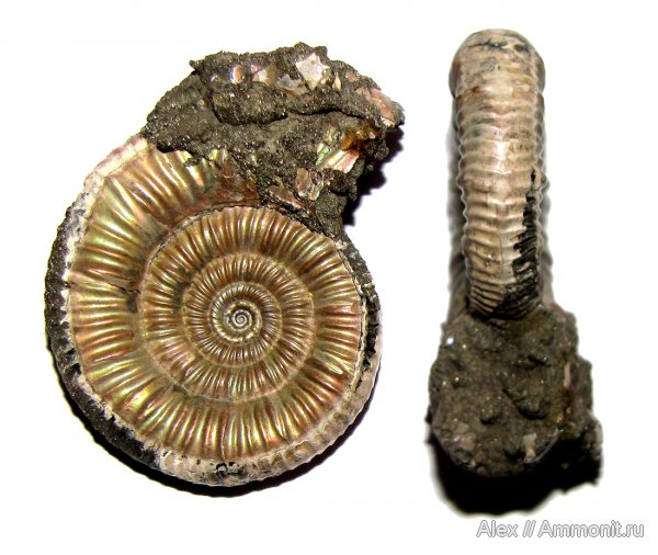 аммониты, юра, Binatisphinctes, келловей, Perisphinctidae, Binatisphinctes mosquensis, Ammonites, Callovian, Jurassic, Middle Jurassic