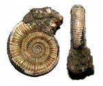 Маленький Binatisphinctes mosquensis