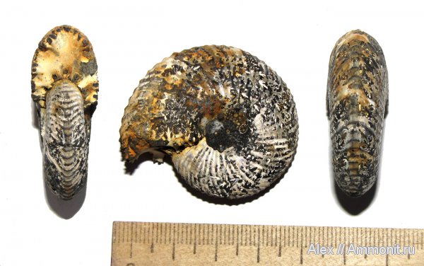 аммониты, юра, Михайлов, келловей, Quenstedtoceras, Cardioceratidae, Ammonites, Quenstedtoceratinae, Callovian, Jurassic, Middle Jurassic