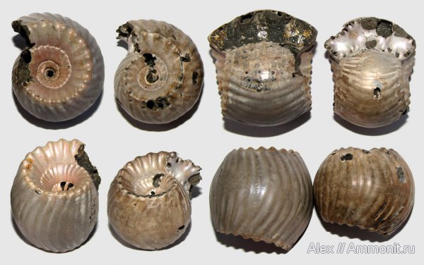 юра, Erymnoceras, келловей, Erymnoceras coronatum, Erymnoceras doliforme, Pachyceratidae, Callovian, Jurassic, Middle Jurassic