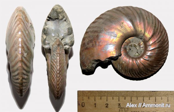 аммониты, юра, келловей, Quenstedtoceras, Cardioceratidae, Ammonites, Quenstedtoceras involutum, Callovian, Jurassic, Middle Jurassic