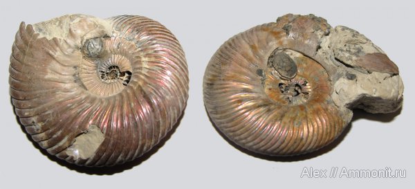 аммониты, юра, двустворки, келловей, Quenstedtoceras, Quenstedtoceras lamberti, Дубки, Ammonites, Quenstedtoceras henrici, Placunopsis, обрастание аммонитов, Callovian, Jurassic, Middle Jurassic