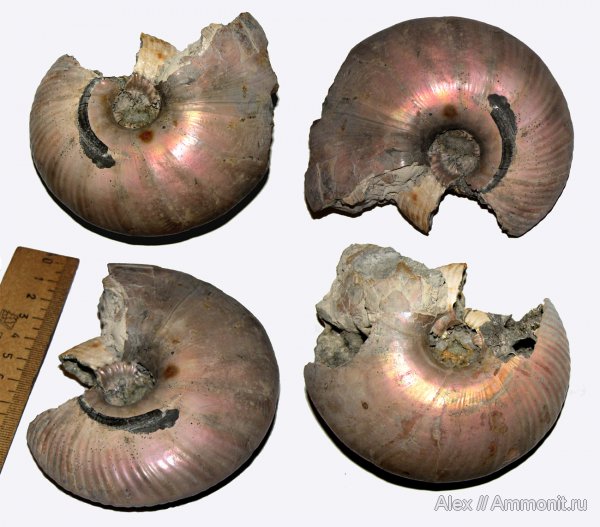 аммониты, юра, макроконхи, келловей, Quenstedtoceras, прижизненная окраска, Cardioceratidae, Ammonites, Quenstedtoceras henrici, Quenstedtoceratinae, Macroconchs, ammonite color pattern, Callovian, Jurassic, Middle Jurassic