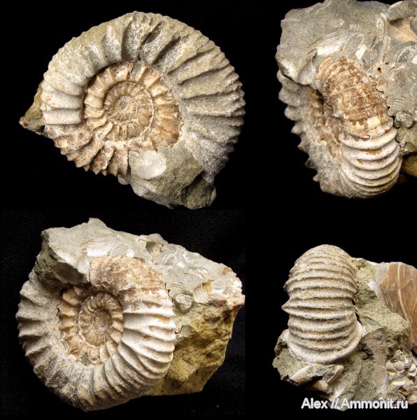 аммониты, юра, Pavlovia, волжский ярус, устье, Ammonites, р. Ятрия, Strajevskya, Strajevskya hypophantiformis, Dorsoplanitidae, Volgian, Jurassic