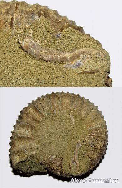 аммониты, серпулы, волжский ярус, Serpula, Serpulidae, Ammonites, р. Ятрия, Strajevskya, Dorsoplanitidae, Volgian