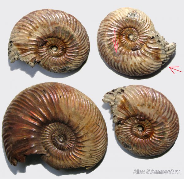 аммониты, юра, микроконхи, келловей, Quenstedtoceras, Quenstedtoceras lamberti, Cardioceratidae, Ammonites, Quenstedtoceratinae, Wrinkle layer, морщинистый слой, миниконхи, Microconchs, Supracephalic attachment area, Callovian, Jurassic, Miniconchs