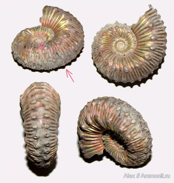 юра, Kosmoceras, келловей, Дубки, Kosmoceras spinosum, Wrinkle layer, морщинистый слой, Callovian, Jurassic, Middle Jurassic