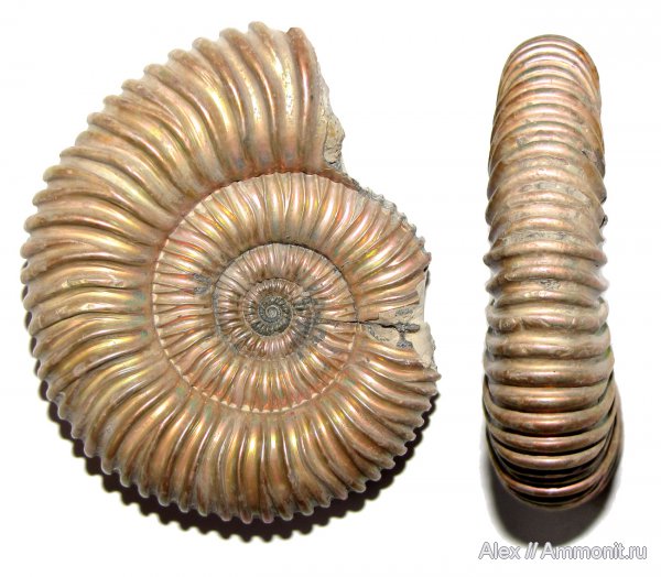 аммониты, юра, келловей, Peltoceras, Дубки, Ammonites, Peltoceratinae, Aspidoceratidae, Rursiceras, Callovian, Jurassic, Middle Jurassic