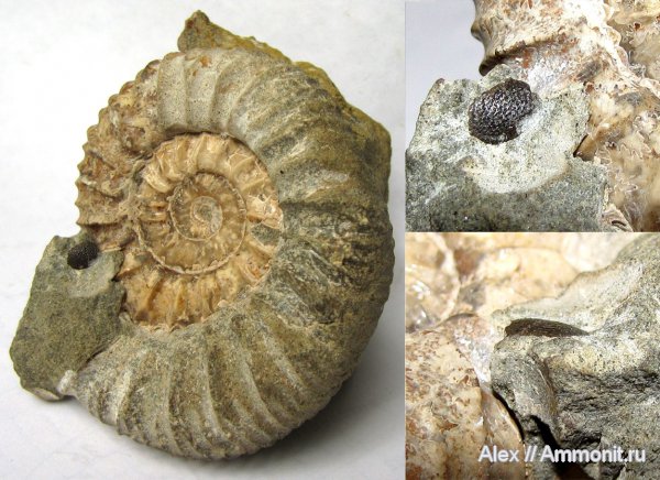 юра, волжский ярус, ?, Strajevskya, Strajevskya hypophantiformis, Dorsoplanitidae, Volgian, Jurassic