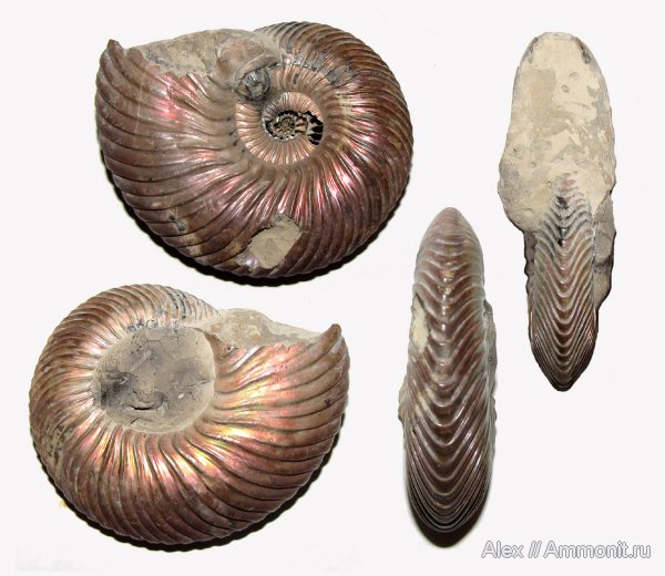 аммониты, юра, микроконхи, келловей, Quenstedtoceras, Ammonites, Quenstedtoceras henrici, Placunopsis, Microconchs, обрастание аммонитов, Callovian, Jurassic, Middle Jurassic