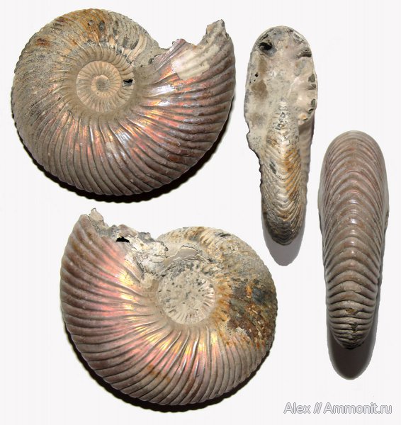 аммониты, юра, микроконхи, келловей, Quenstedtoceras, Ammonites, Quenstedtoceras henrici, Microconchs, Callovian, Jurassic, Middle Jurassic