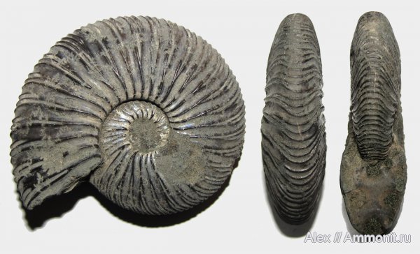 аммониты, юра, Virgatites, волжский ярус, Еганово, Virgatites virgatus, Ammonites, Volgian, Jurassic