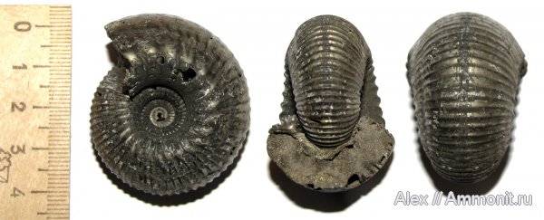 аммониты, юра, келловей, Cadoceras, Cadoceratinae, Cardioceratidae, Ammonites, Ужовка, Болдино, Callovian, Jurassic, Middle Jurassic