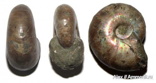 аммониты, мел, альб, Desmoceras latidorsatum, Desmoceras, Ammonites, Desmoceratidae, Desmoceratinae, Albian, Cretaceous