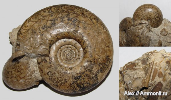 пермь, Eothinites, Waagenina, Goniatitida, артинский ярус, Ammonites, Dolorthoceras, Dolorthoceras stiliforme, Eothinites aktastensis, Pseudorthocerida, Permian