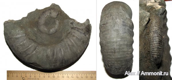 аммониты, юра, Dorsoplanites, волжский ярус, Еганово, Dorsoplanites serus, Ammonites, Dorsoplanitidae, Volgian, Jurassic