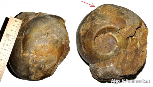 аммониты, юра, келловей, Rondiceras, прижизненные повреждения, Cadoceratinae, Cardioceratidae, Ammonites, ammonoid sublethal injuries, forma substructa, Callovian, Jurassic, Middle Jurassic