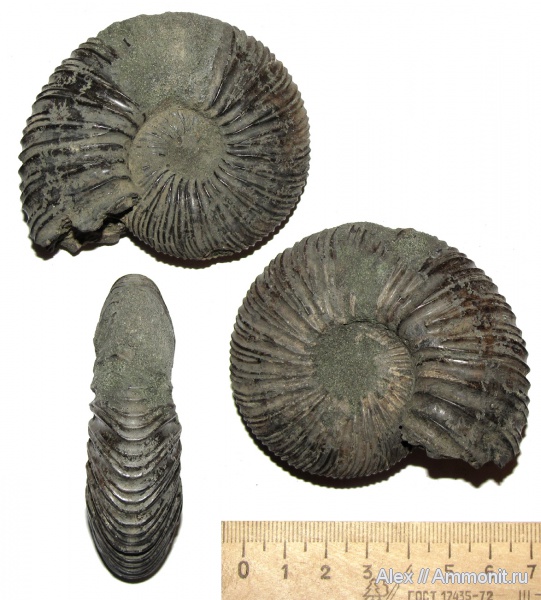 аммониты, юра, Virgatites, волжский ярус, Еганово, Virgatites virgatus, Ammonites, Volgian, Jurassic