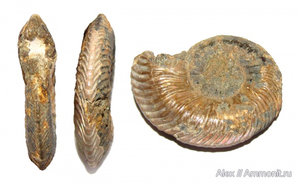 аммониты, юра, келловей, Quenstedtoceras, Cardioceratidae, Ammonites, Quenstedtoceratinae, Callovian, Jurassic, Middle Jurassic