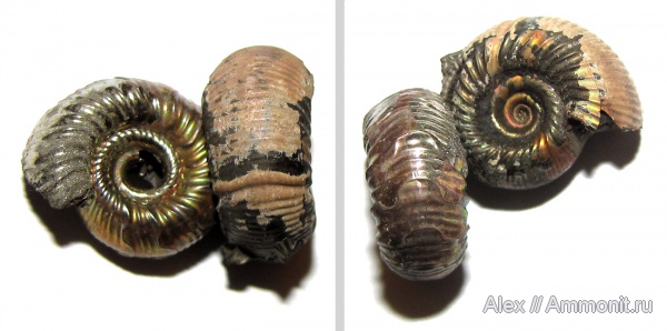 аммониты, юра, оксфорд, Марково, Perisphinctidae, Ammonites, parabolae, Subdiscosphinctes, Megastriae, Oxfordian, Jurassic