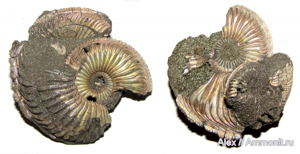 аммониты, юра, оксфорд, Amoeboceras, Ammonites, Oxfordian, Jurassic