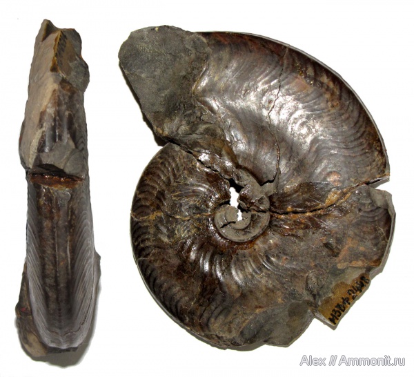 аммониты, юра, музеи, устье, Pseudogrammoceras, Ammonites, МЗ МГУ, Pseudogrammoceras aalense, Grammoceratinae, Hildoceratidae, Jurassic