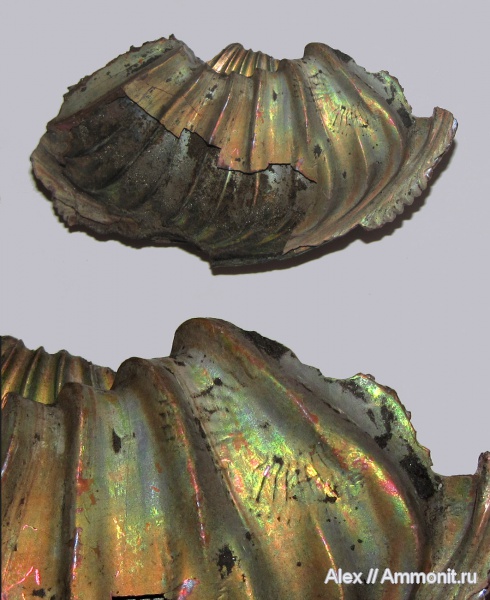 аммониты, юра, оксфорд, Amoeboceras, Amoeboceras alternoides, Ammonites, Oxfordian, Jurassic