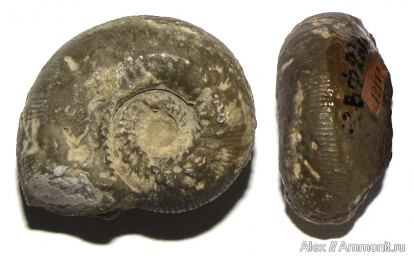 аммониты, юра, музеи, бат, Stephanoceratidae, Ammonites, МЗ МГУ, Cadomites linguiferus, Cadomites, Bathonian, Jurassic