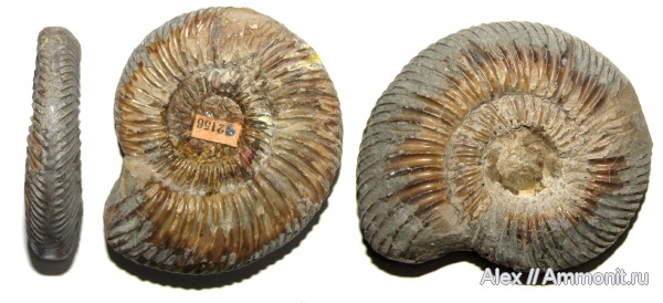 аммониты, юра, музеи, Parkinsonia, Ammonites, МЗ МГУ, Parkinsonia planulata, Jurassic