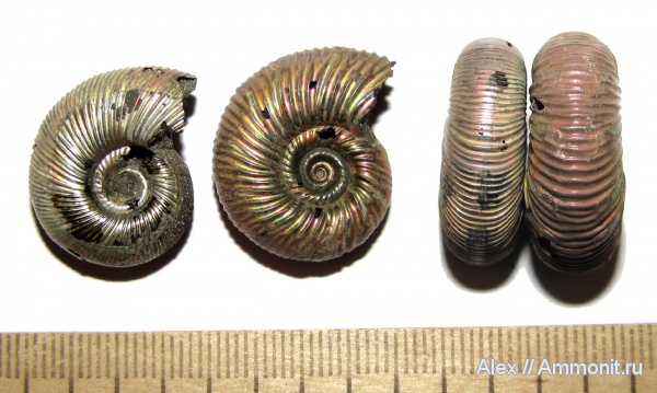 аммониты, юра, оксфорд, Perisphinctidae, Ammonites, parabolae, Subdiscosphinctes, Megastriae, Oxfordian, Jurassic