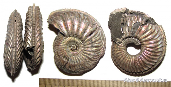 аммониты, юра, оксфорд, Amoeboceras, Amoeboceras alternans, Amoeboceras alternoides, Cardioceratidae, Ammonites, Oxfordian, Jurassic