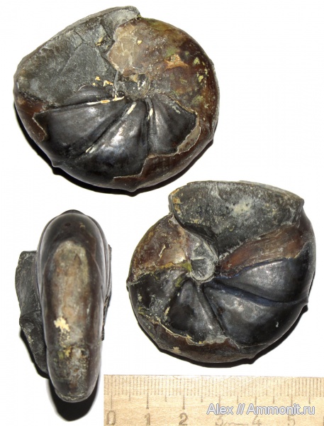 юра, музеи, байос, Calliphylloceras, Phylloceratidae, МЗ МГУ, Calliphylloceras achtalense, Phylloceratina, Calliphylloceratinae, Bajocian, Jurassic