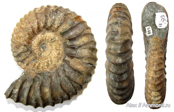 аммониты, мел, музеи, Deshayesites, апт, Ammonites, Дагестан, МЗ МГУ, Deshayesites consobrinus, Deshayesitidae, Aptian, Cretaceous