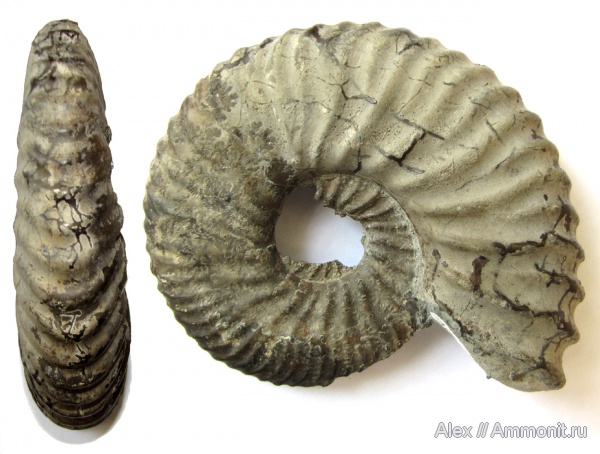 аммониты, мел, музеи, Deshayesites, апт, Ammonites, МЗ МГУ, Deshayesites kudrjavzevi, Deshayesitidae, Aptian, Cretaceous