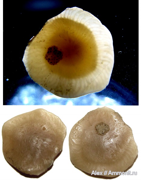 мел, фораминиферы, нуммулиты, Foraminifera, Cretaceous