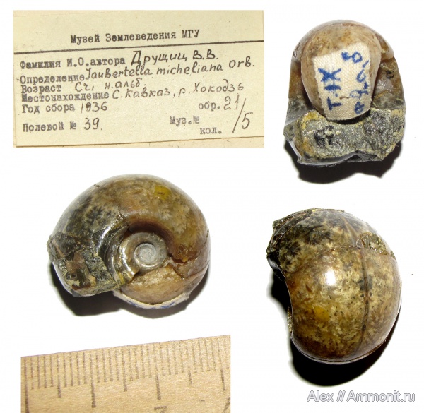 аммониты, мел, музеи, альб, Jaubertella, Ammonites, Lytoceratina, МЗ МГУ, Jaubertella micheliana, Jauberticeras, Gabbioceratinae, Tetragonitidae, Albian, Cretaceous