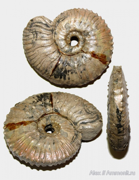 аммониты, юра, Kosmoceras, келловей, Kosmoceratidae, Ammonites, МДЭБЦ, МГСЮН, Callovian, Jurassic, Middle Jurassic