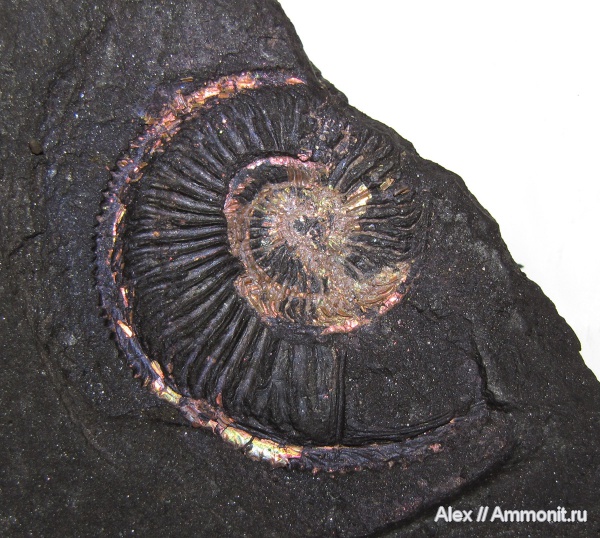 аммониты, юра, оксфорд, Amoeboceras, устье, Ammonites, вентральный ростр, Oxfordian, Jurassic, ventral rostrum