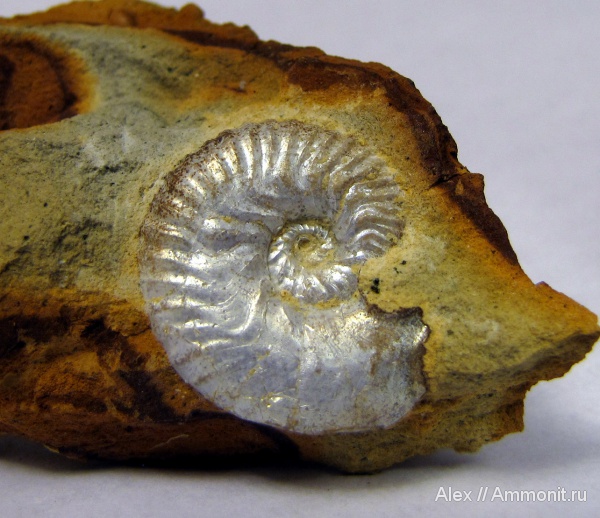 аммониты, юра, кимеридж, ушки, устье, Ammonites, Sutneria, Aspidoceratidae, Aspidoceratinae, Sutneria eumela, Microconchs, lappets, Kimmeridgian, Jurassic, Upper Jurassic