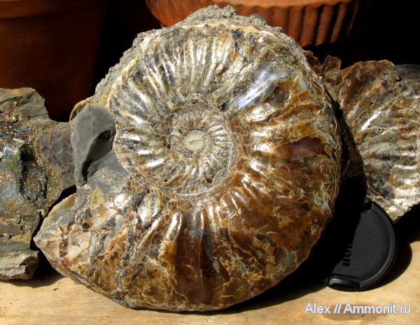 аммониты, мел, макроконхи, Deshayesites, апт, Ammonites, Macroconchs, Aptian, Cretaceous