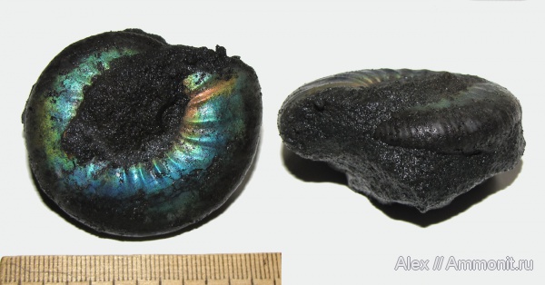 аммониты, юра, волжский ярус, Craspedites, Ammonites, Volgian, Jurassic