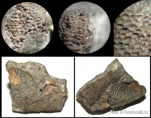 мел, апт, ?, Aptian, Cretaceous