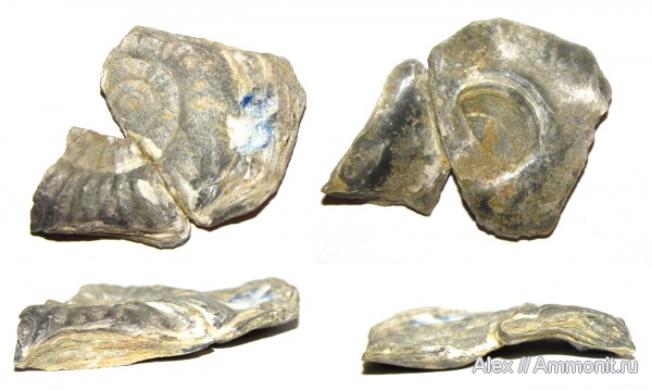 аммониты, юра, келловей, Ammonites, устрицы, обрастание аммонитов, Callovian, Jurassic, Middle Jurassic, ксеноморфизм, xenomorphism